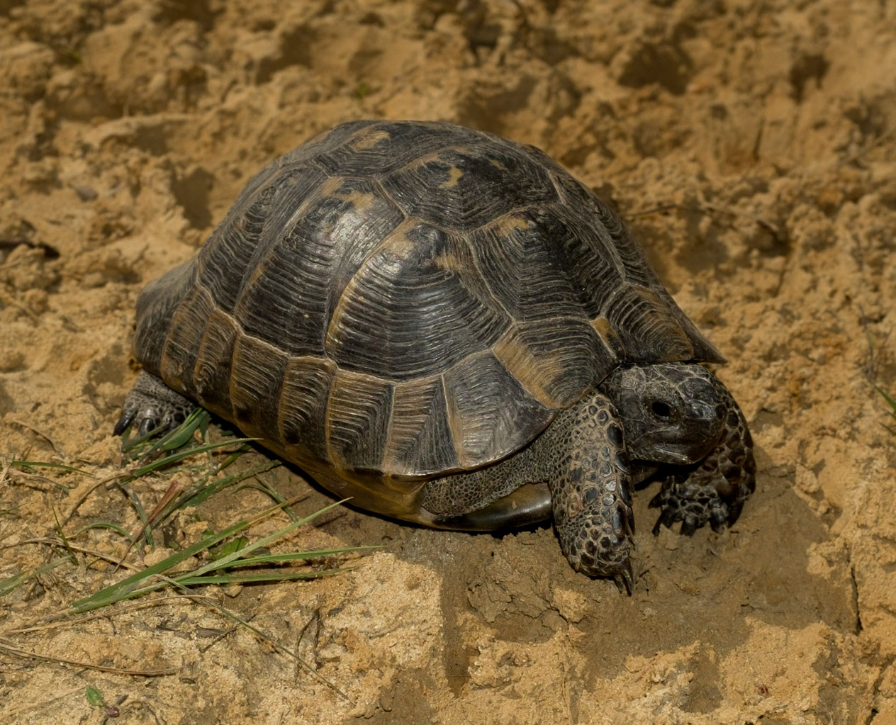 between Yeniköy and Terkos: a spur-thighed tortoise on a track
