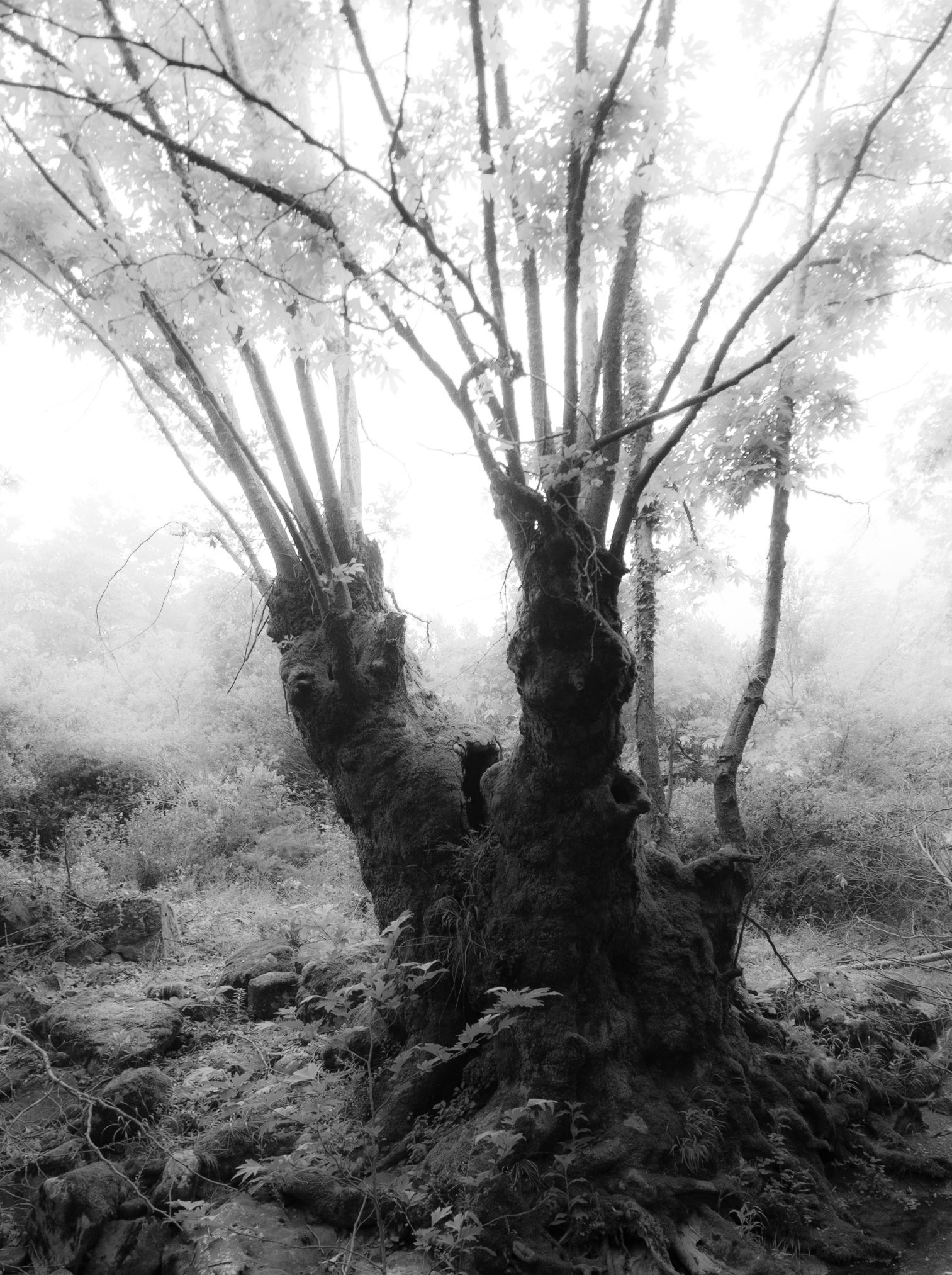 Sığırlık stream: old split tree