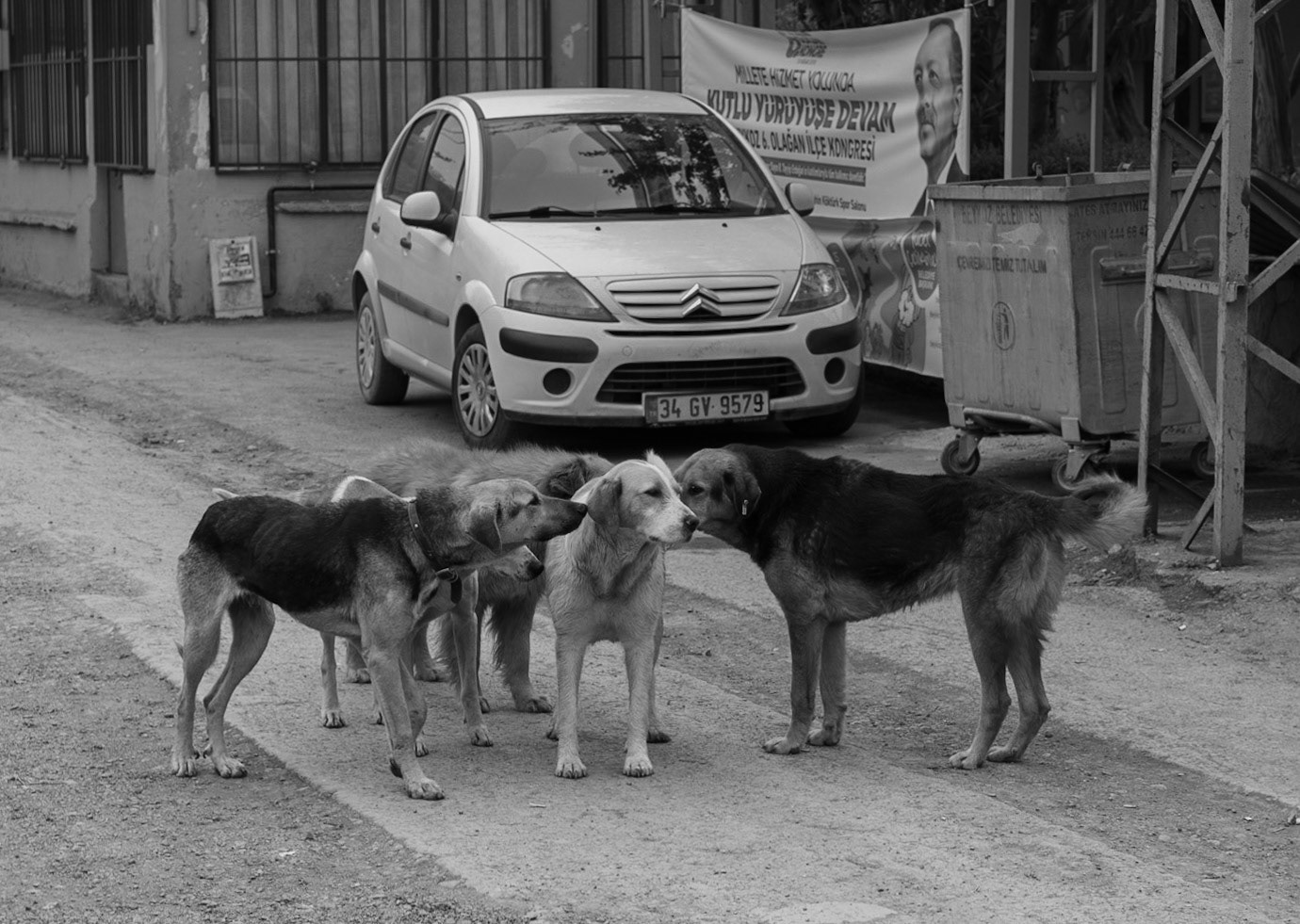 Kılıçlı Köyü: canine inspection