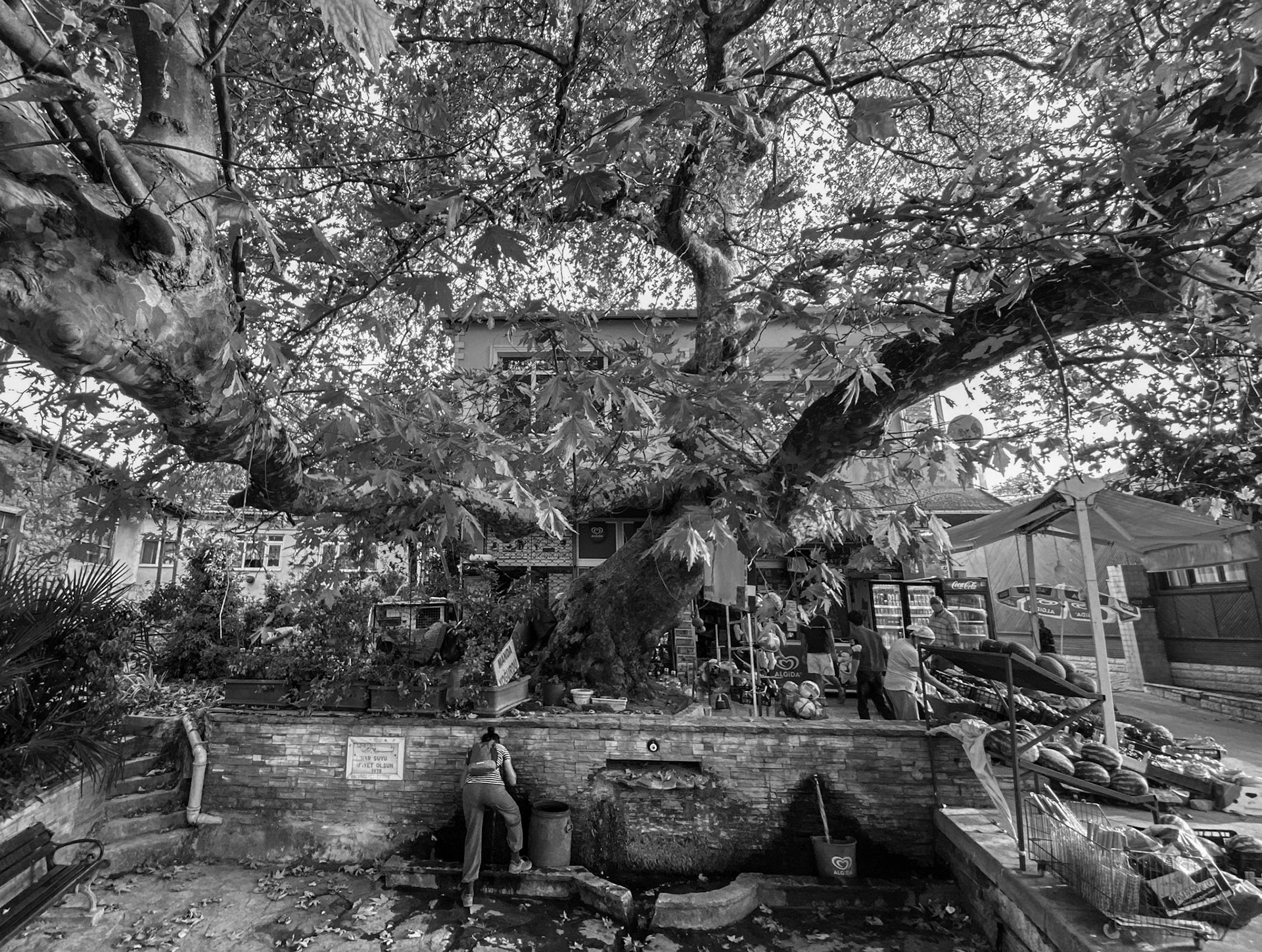 Terkos: fountain and plane tree