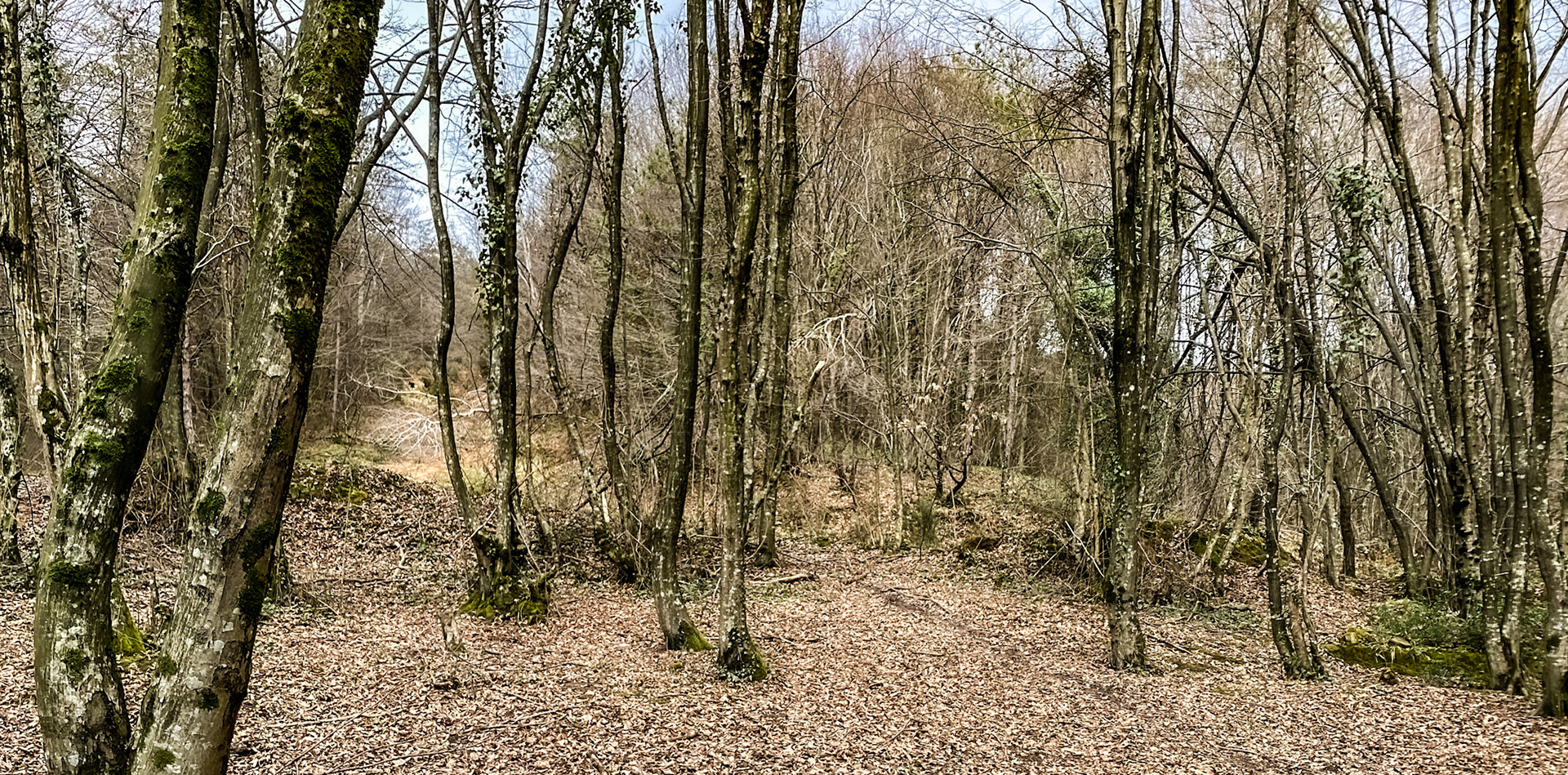 Polonezköy forests: treescape