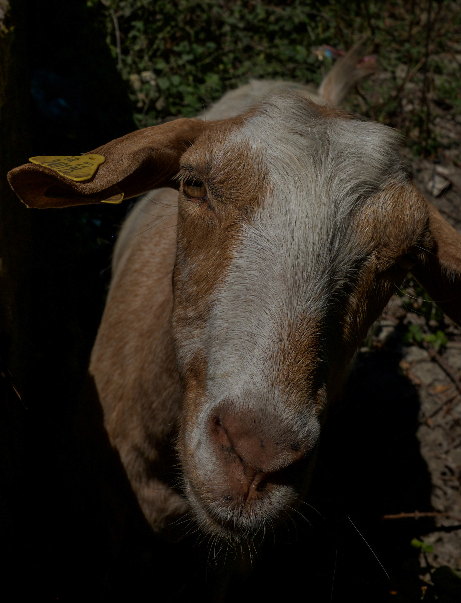 under Yarımburgaz cave: a curious goat sheltering in the shadows