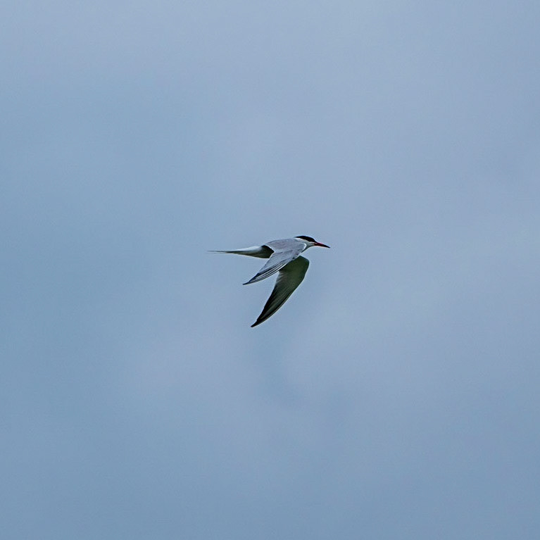 Sazlıdere reservoir: a common tern (Sterna hirundo) – Sazlıdere baraj gölü: Bayağı sumru (Sterna hirundo)