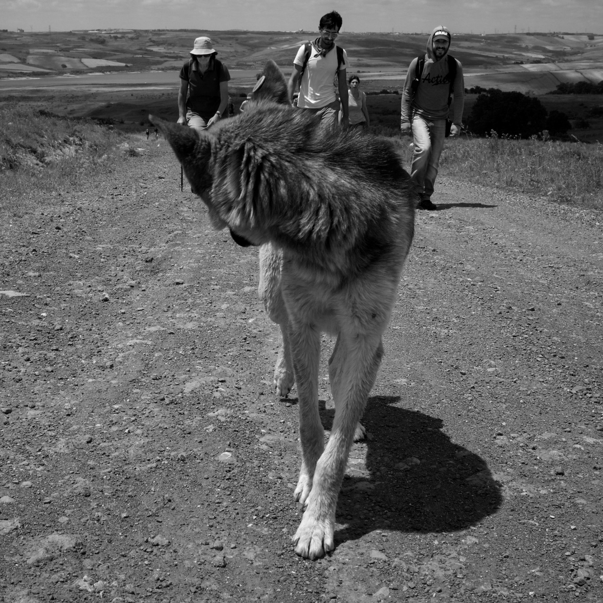 Hacımaşlı hill: making our way to the top with a lovely day-dog