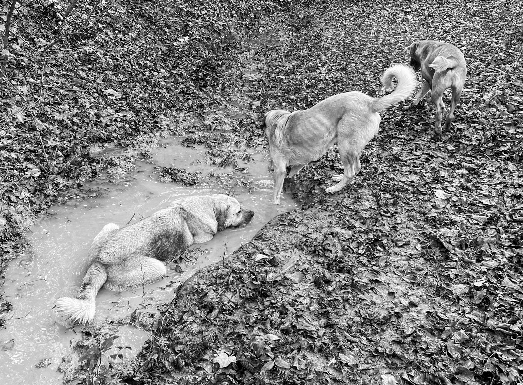 Bozhane forest: bathing dog