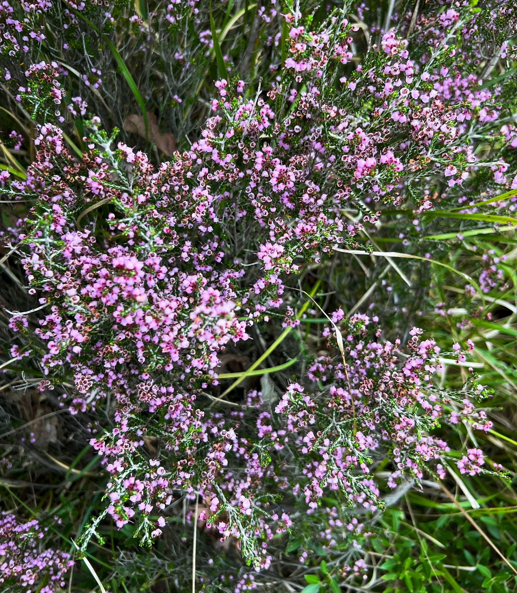 Riva southwestern forest: heather in flower