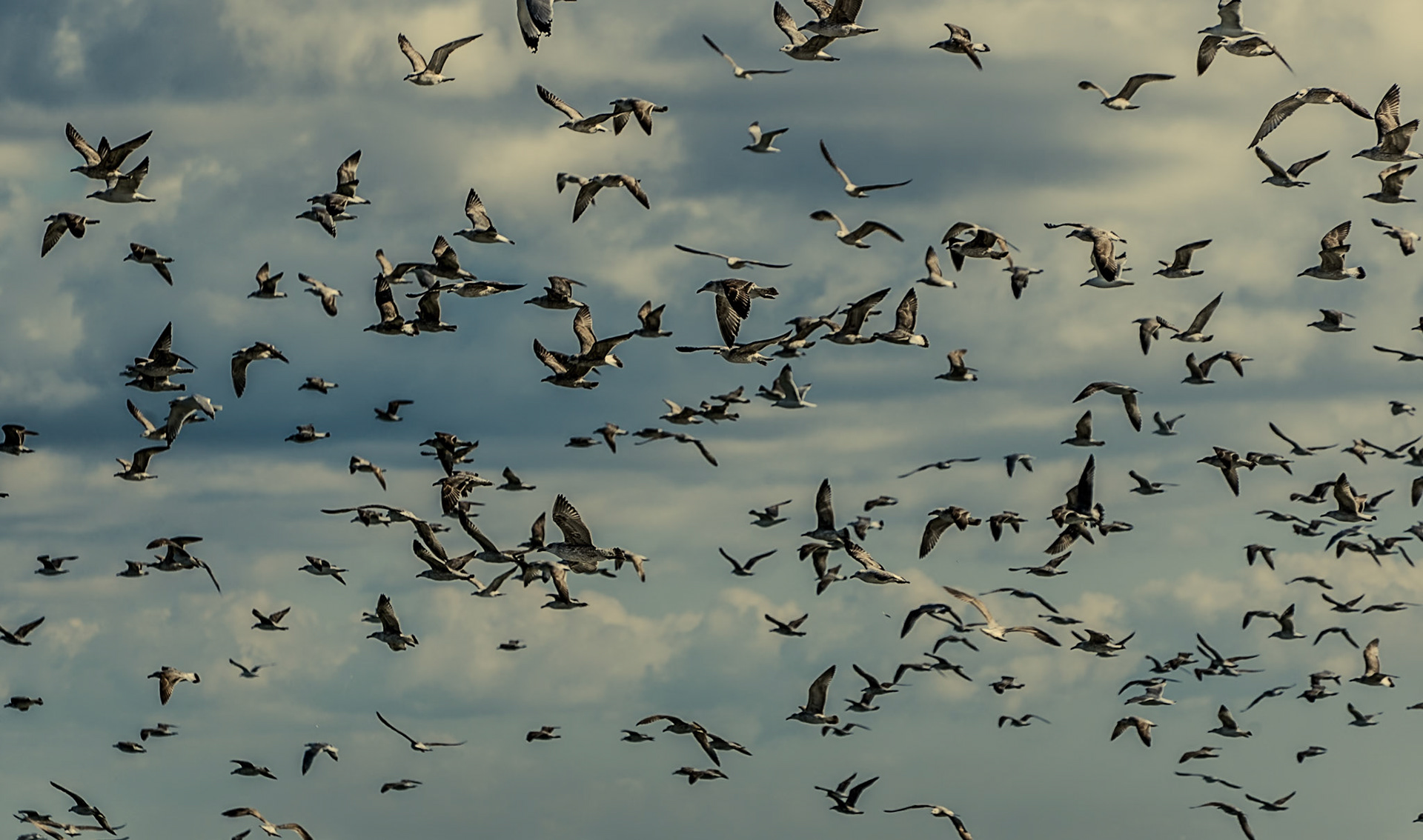 Sahilköy eastern beach: common terns (I think)
