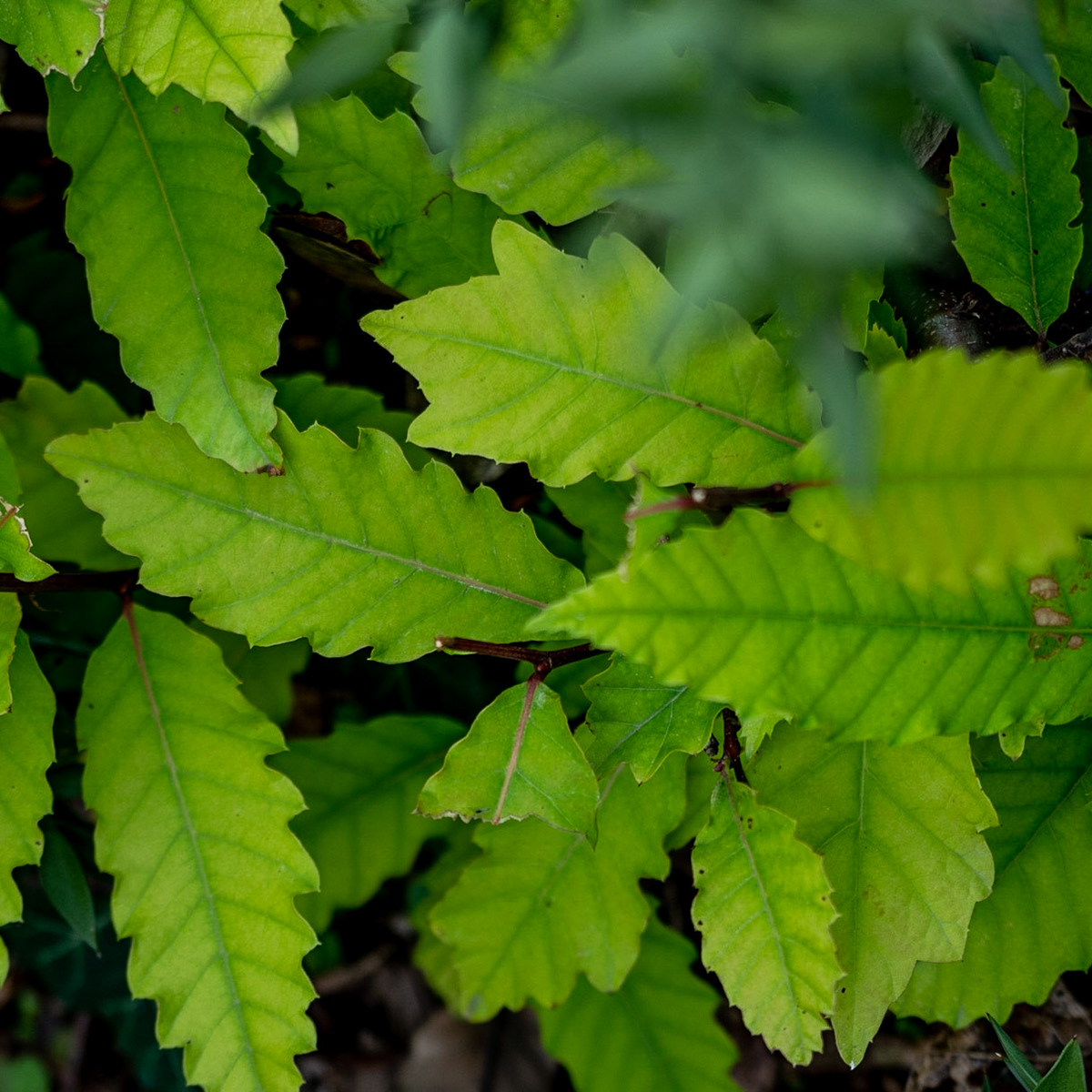 Kaynarca forest: green leaves