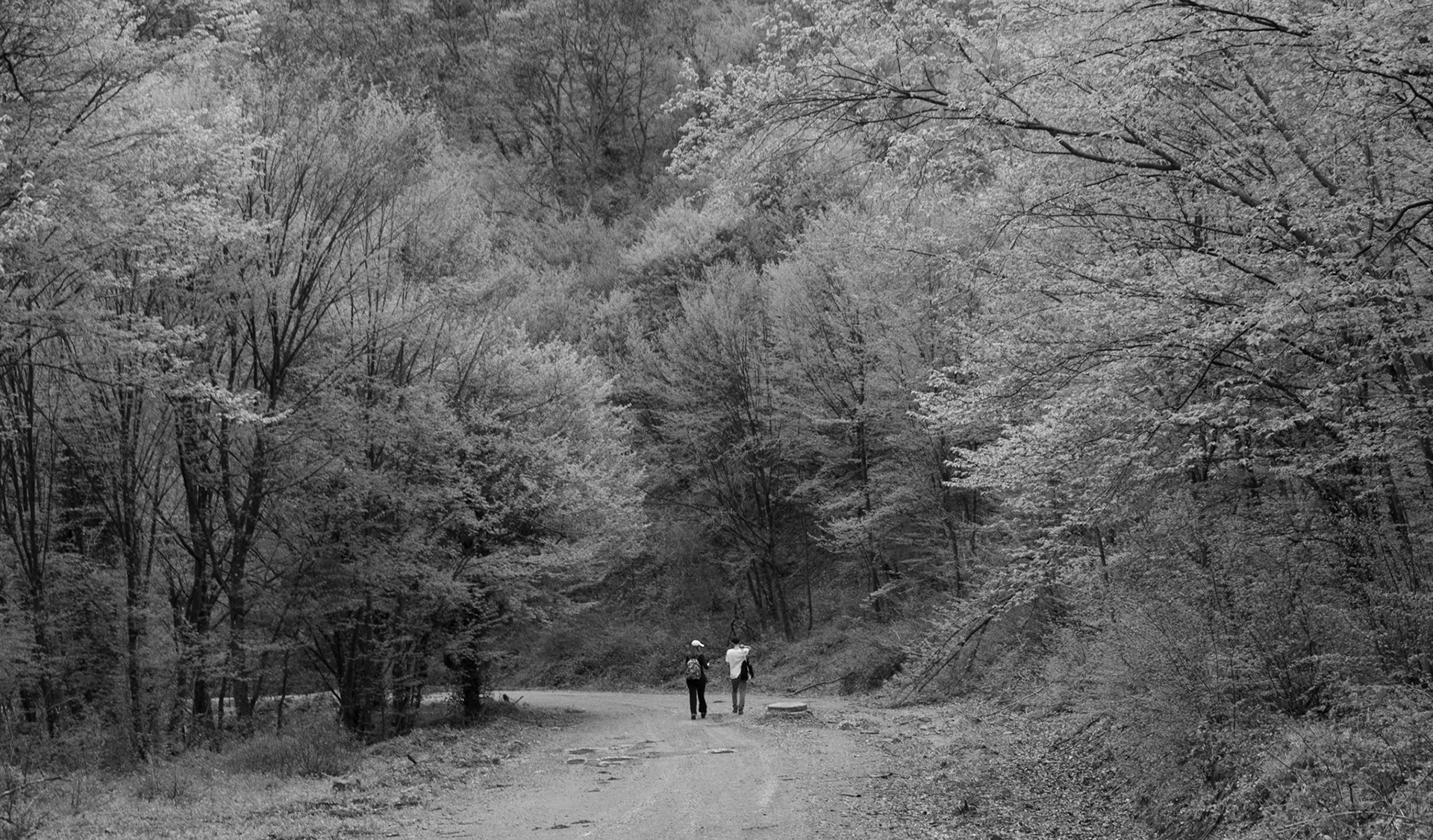 between Alemdaǧ and Reşadiye: hikers on a forest road