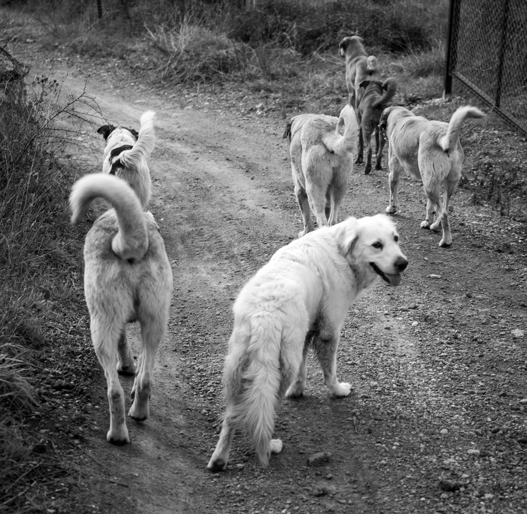 between Kılıçlı and İshaklı: some of our dogs