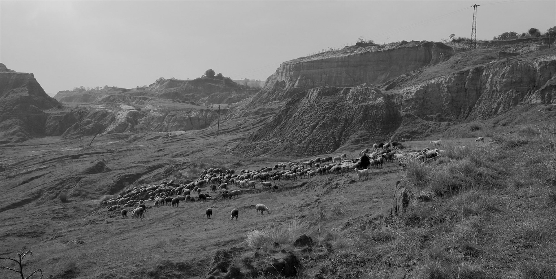 Yeniköy: abandoned opencast mine-workings and a flock of sheep