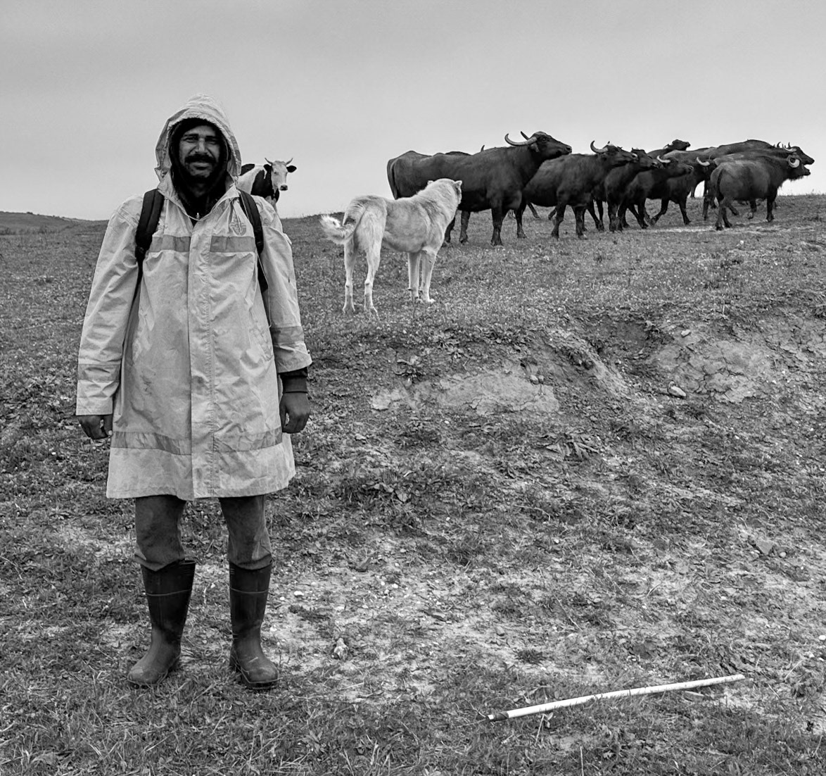 Yeniköy abandoned mineworkings: very friendly Pakistani herder, cow, cowdog and water buffalo