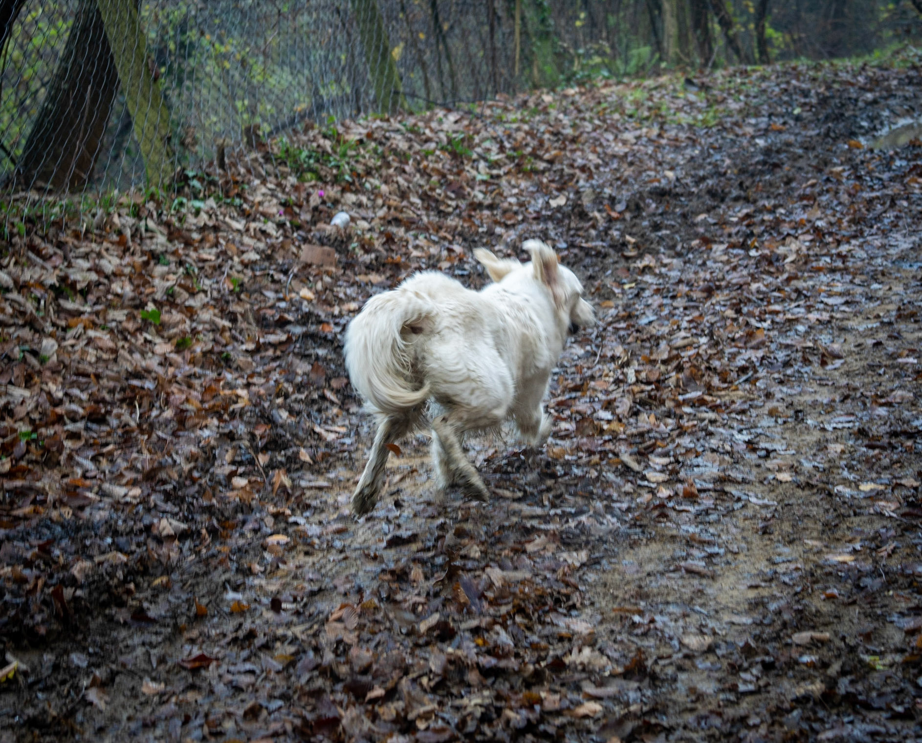 Bozhane forest: Lucia in flight
