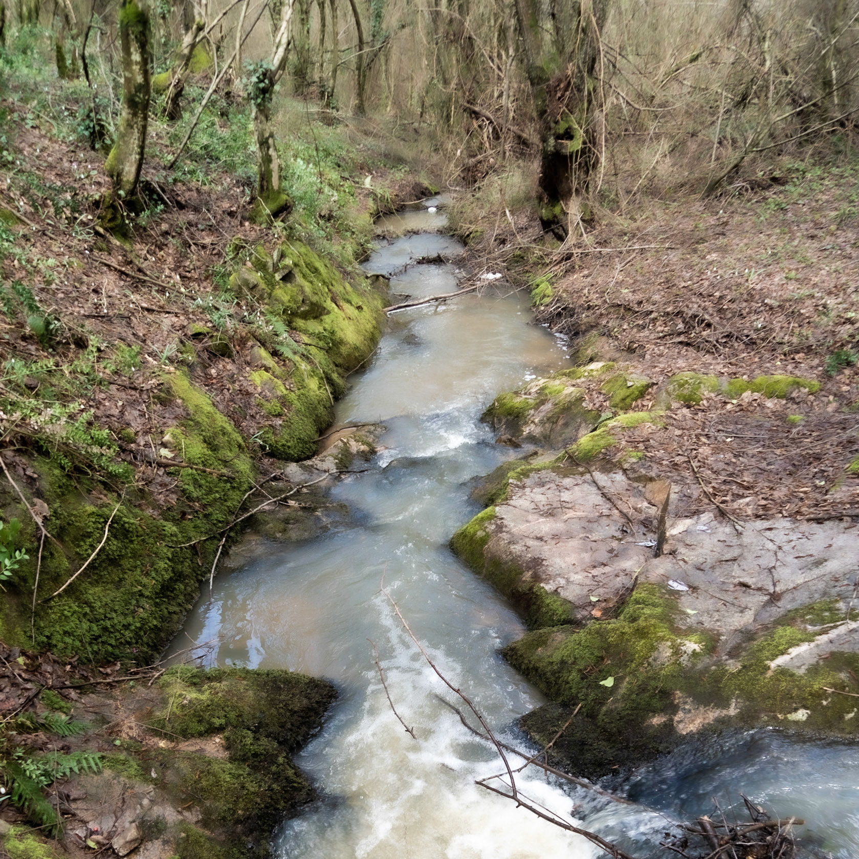 Polonezköy forests: foamy stream