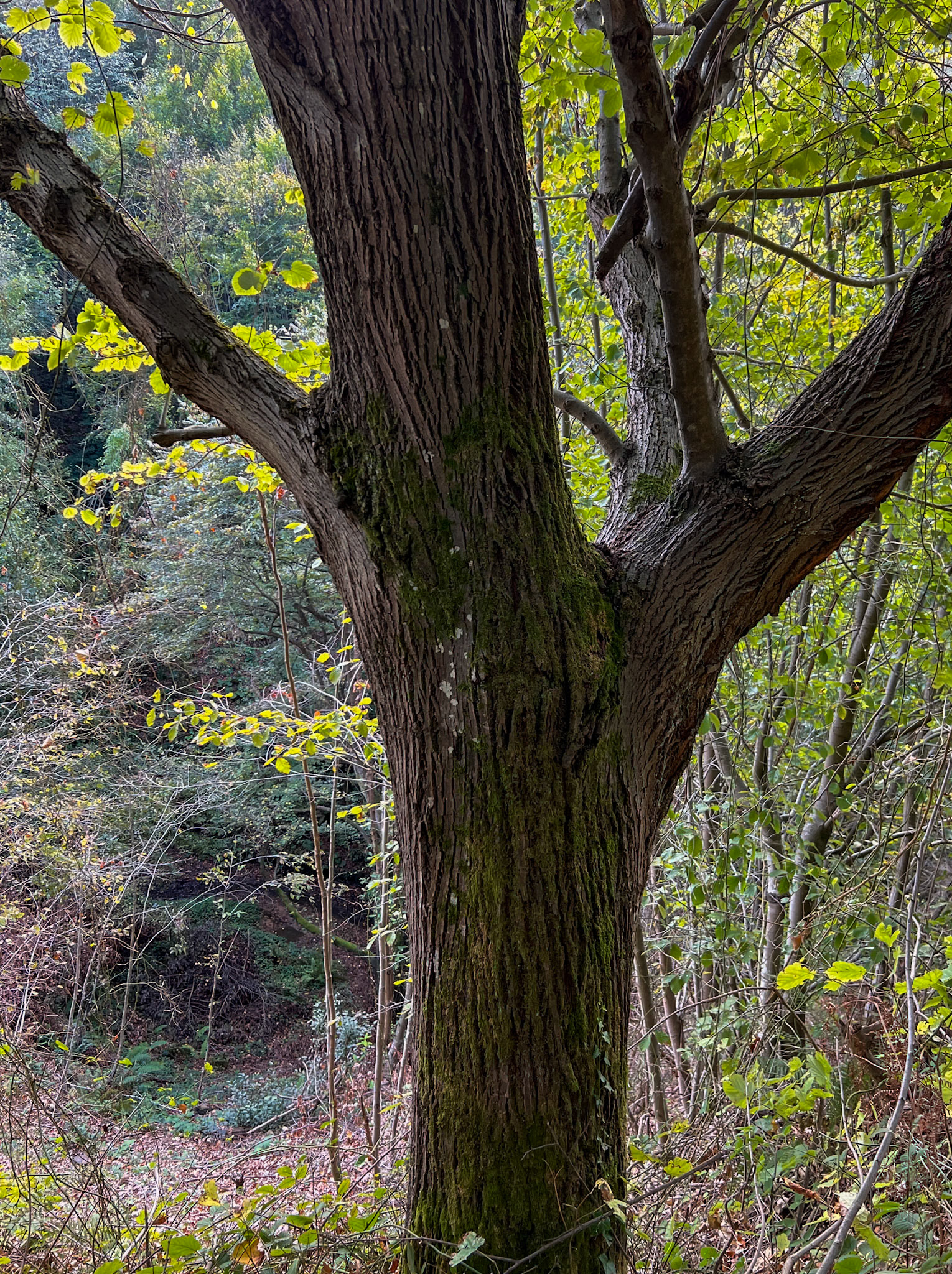 Kozlu valley: mature tree