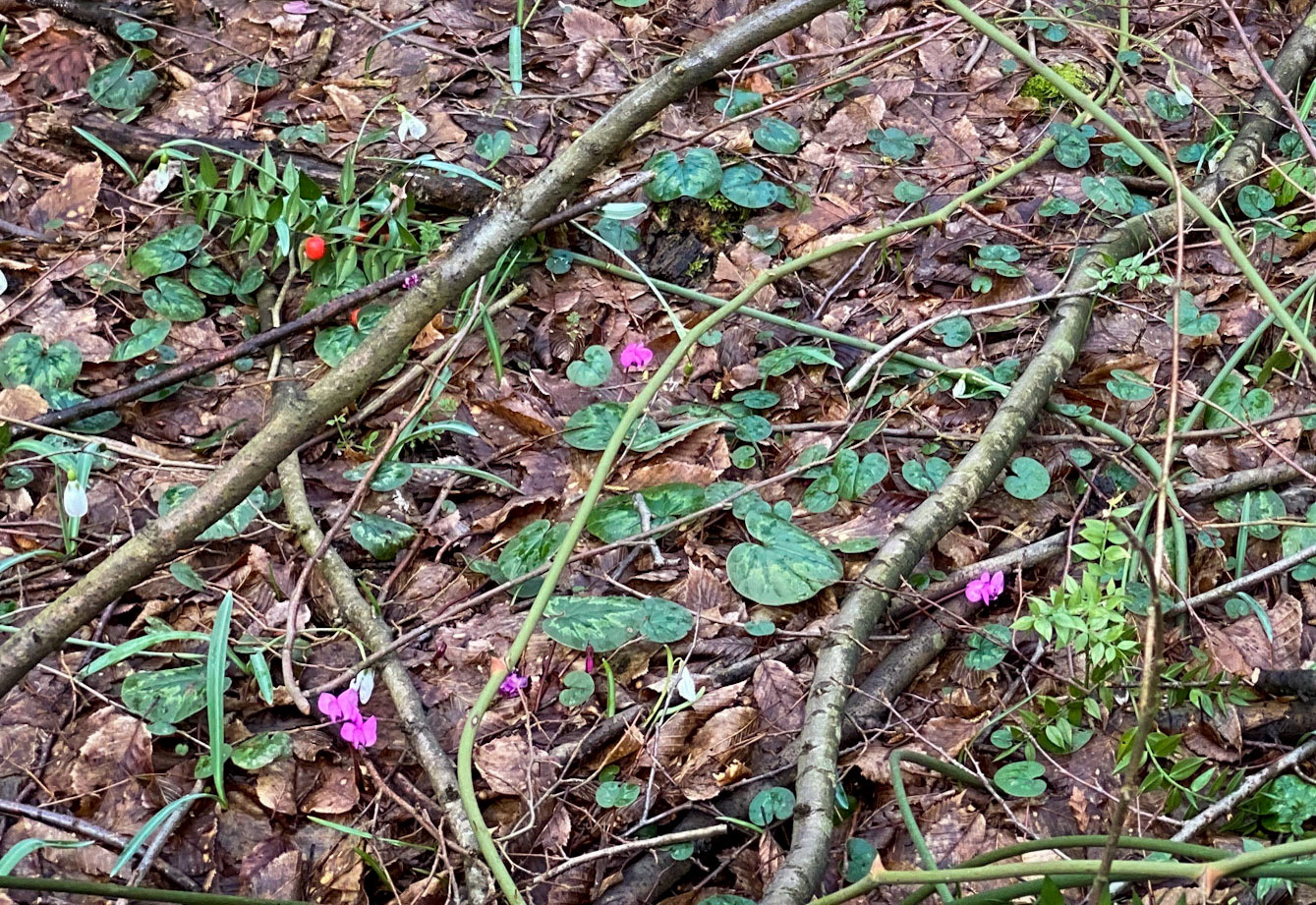 Polonezköy forests: cyclamen