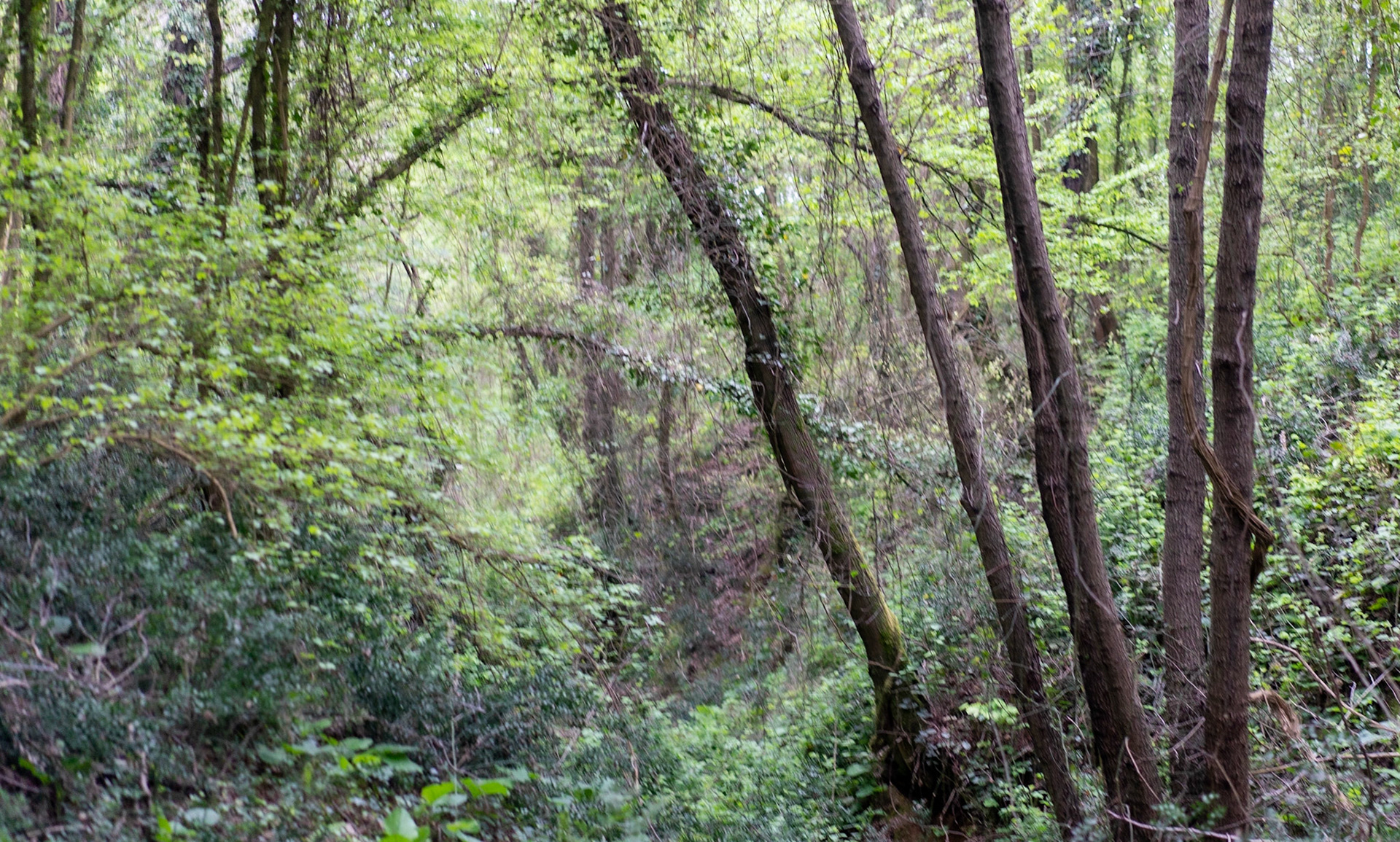 east of Deǧirmen reservoir: forestscape