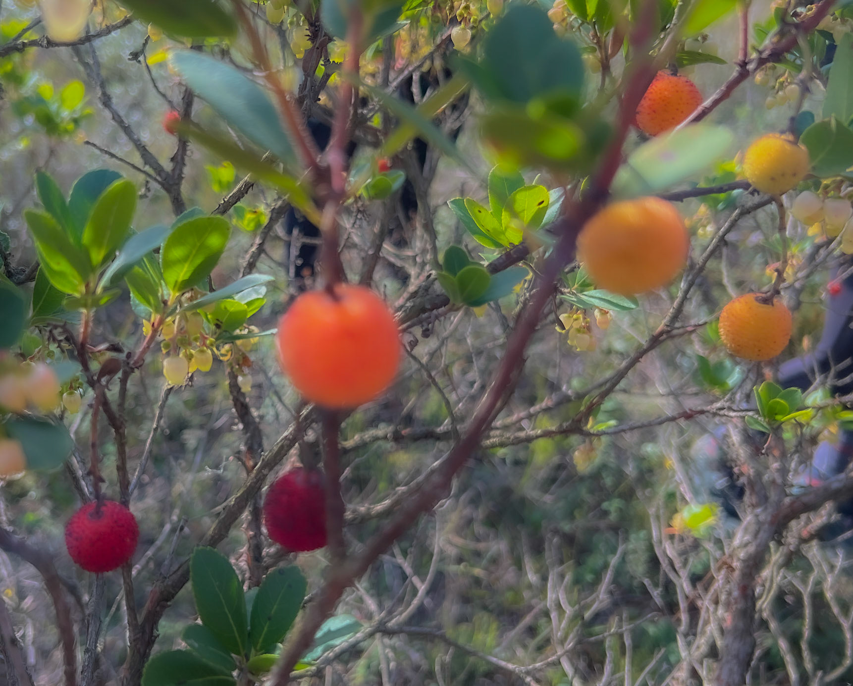 Nazik forest: a strawberry tree in fruit
