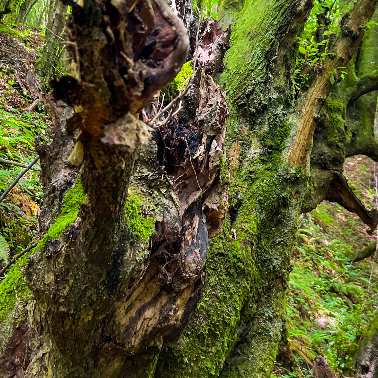 Zerzevatçı streamwalk: old tree
