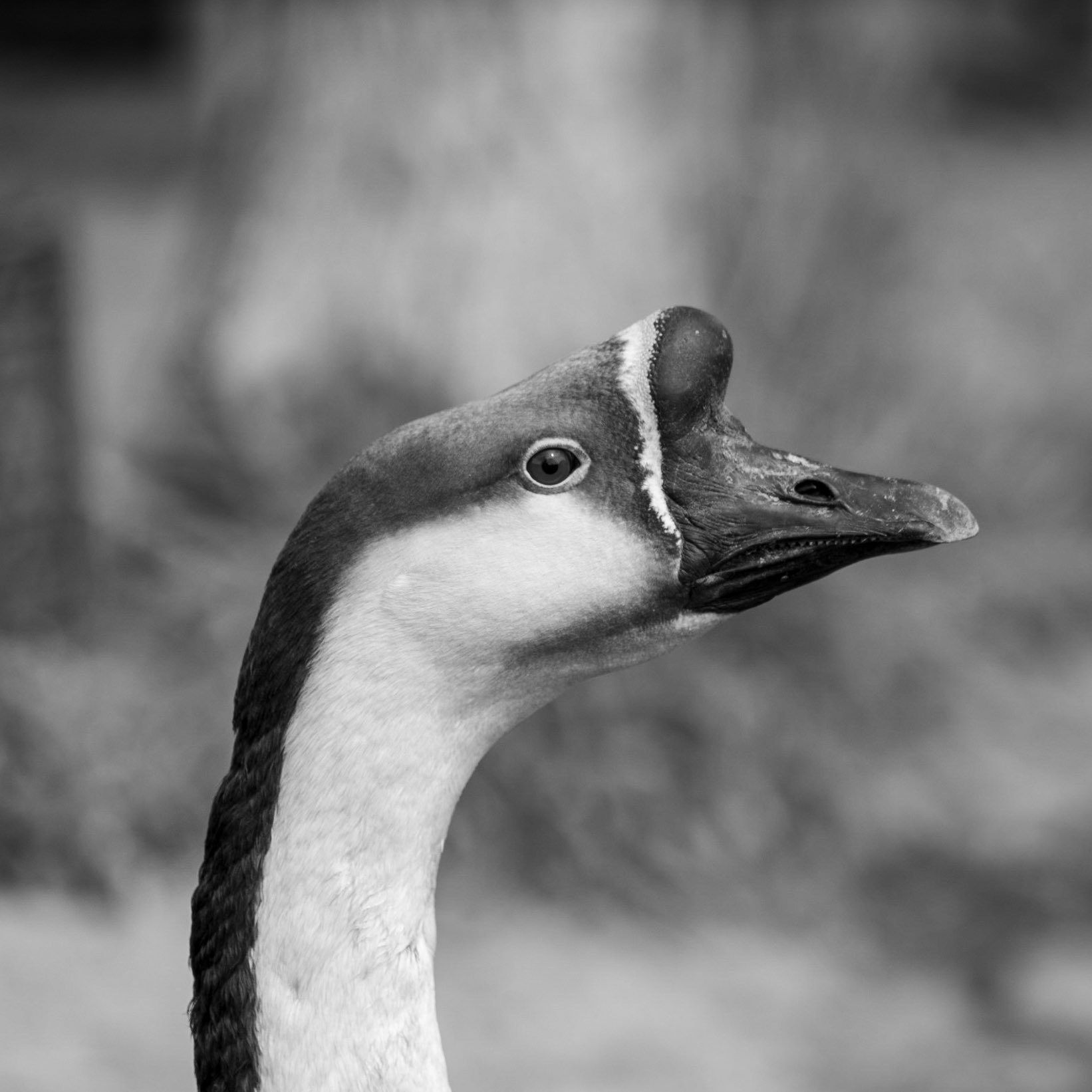 goose portrait