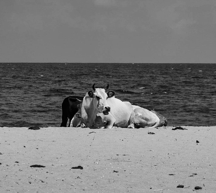 between Kurna fishing hamlet and the Kurna quarry: bovine beachbums