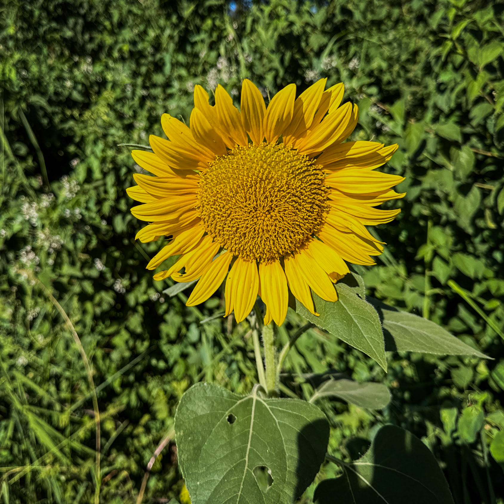 Köseler: sunflower