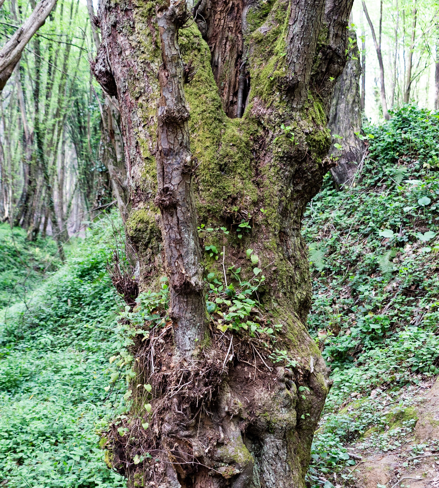 Polonezköy northern forest: venerable tree