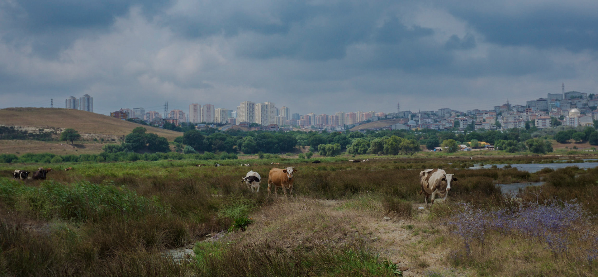 north-western Küçükçekmece Gölü: marsh cows in the shadow of Yeşilkent (sic)