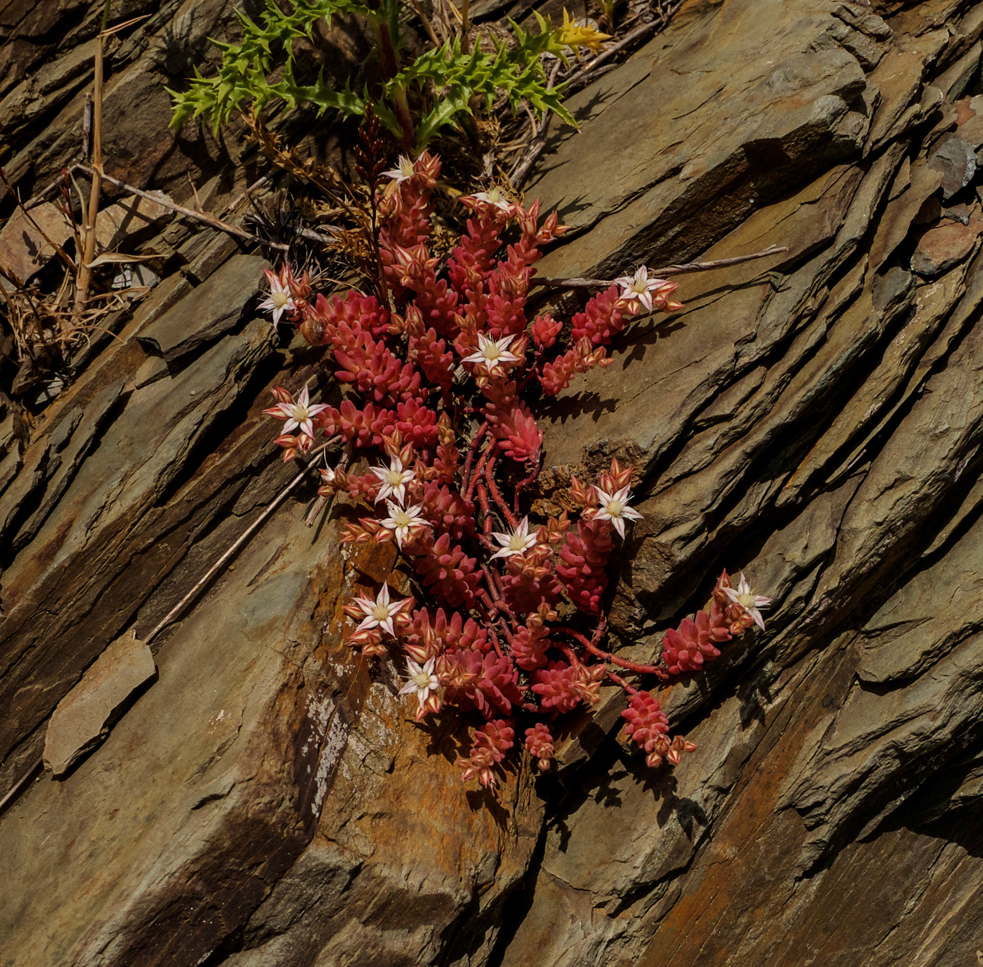Şamlar gorge: white flowers of red stonecrop