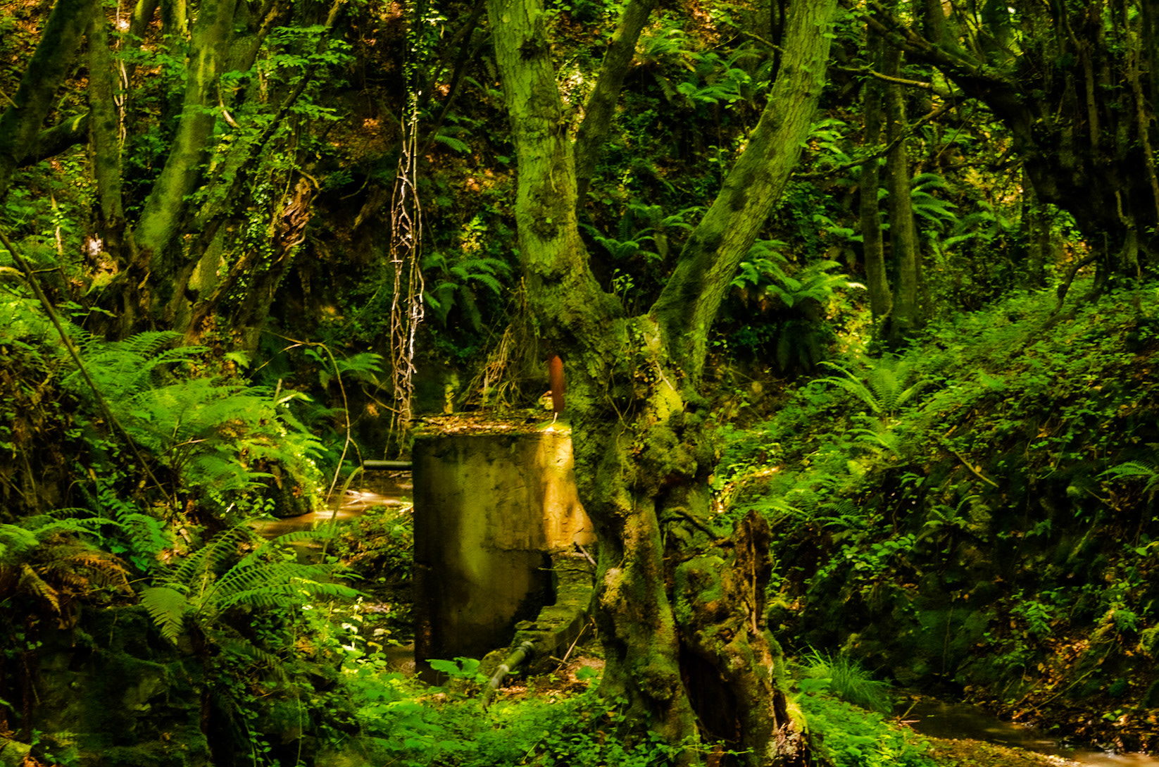 Zerzevatçı streamwalk: water-related object and tree