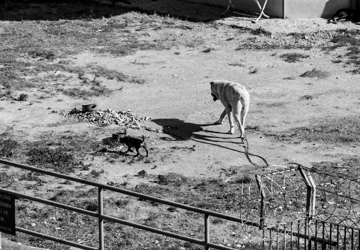 Alibey dam: guard-dog &amp; puppy