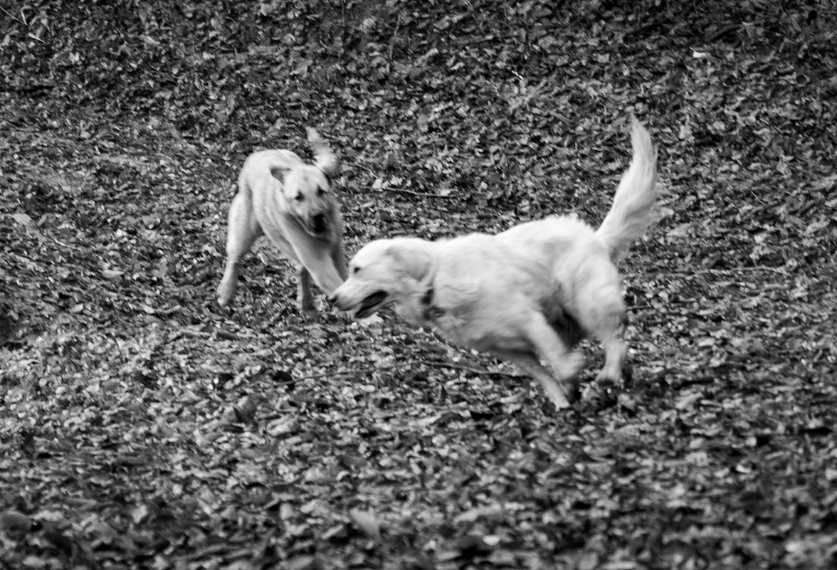 Bozhane forest: Lucia and a feral dog