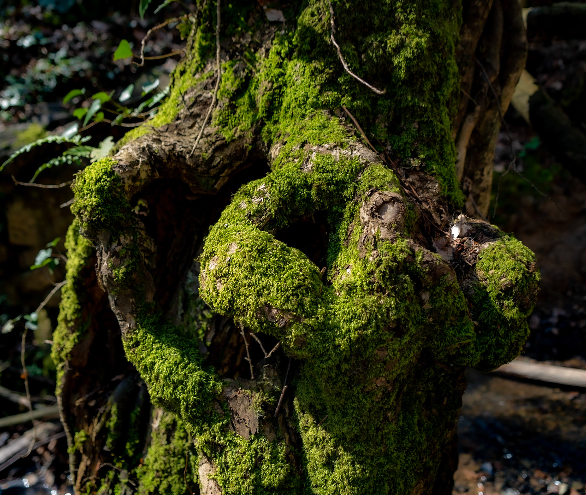 Zerzevat stream valley: mossy old tree