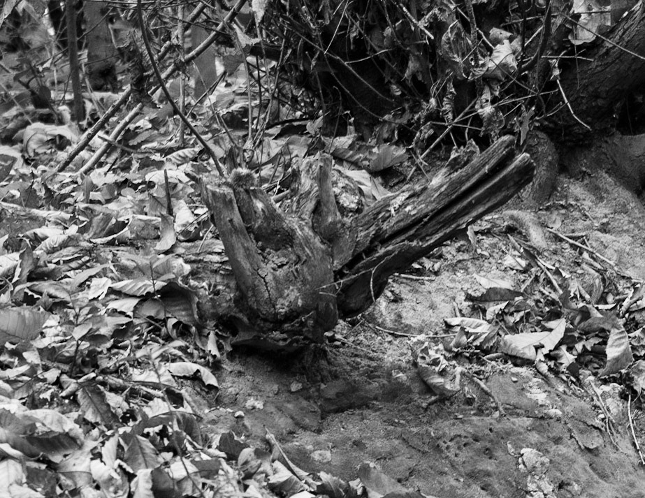 Tokatköy forest: a wooden porpoise