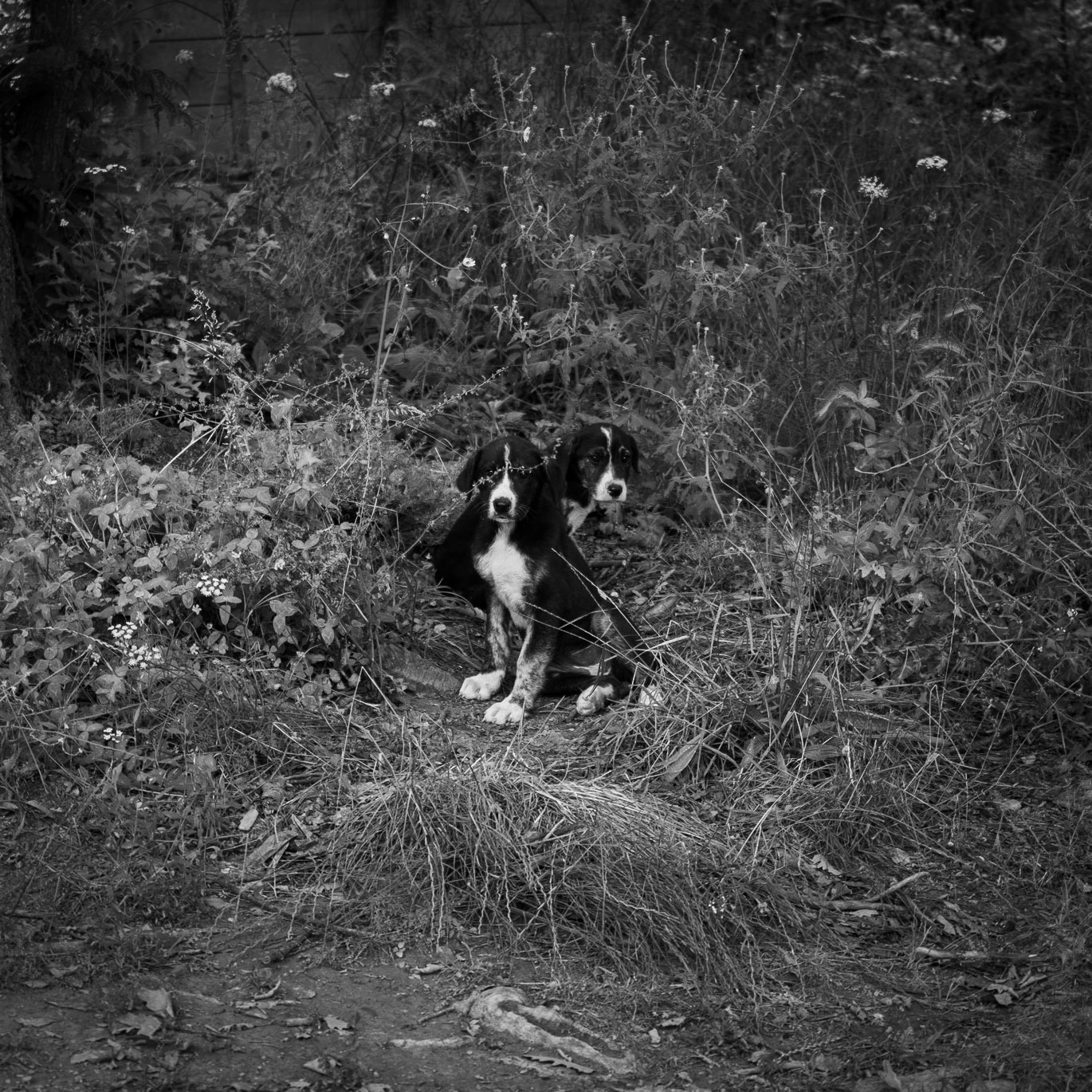 Mahmut Şevket Paşa S hill: 2 hunting diogs (I think)