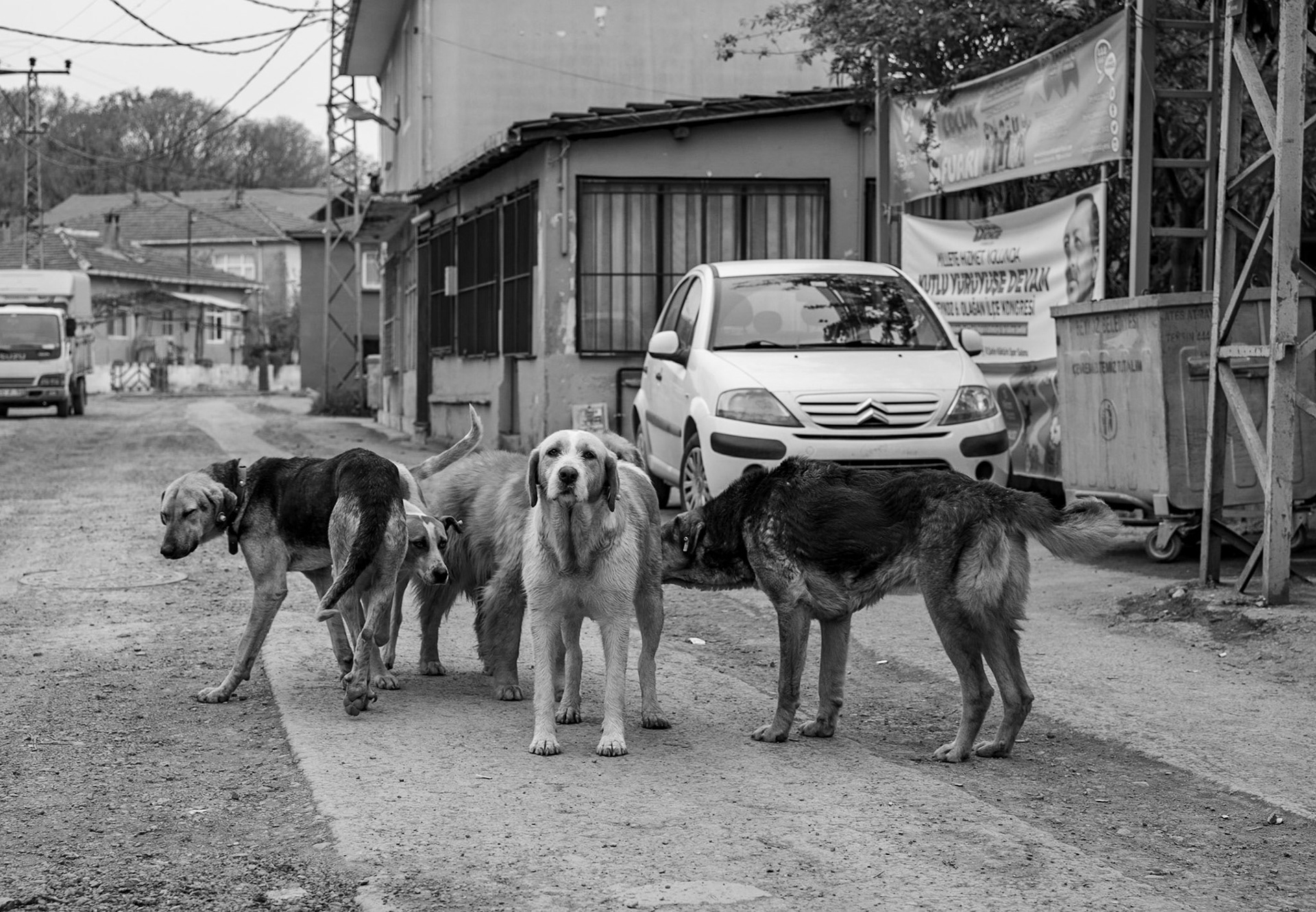 Kılıçlı Köyü: canine inspection