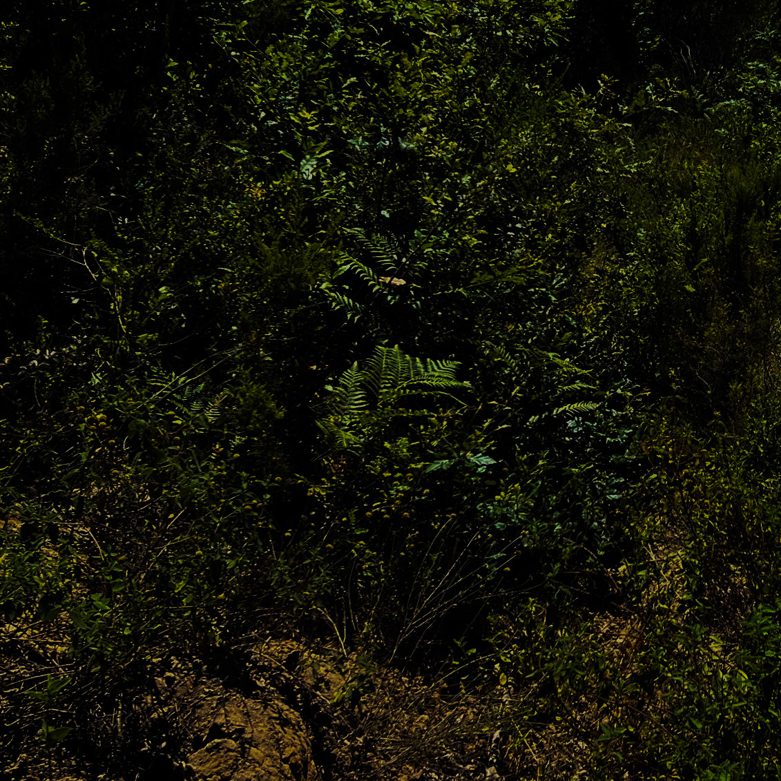 Paşamandıra forest: bracken and shrubs