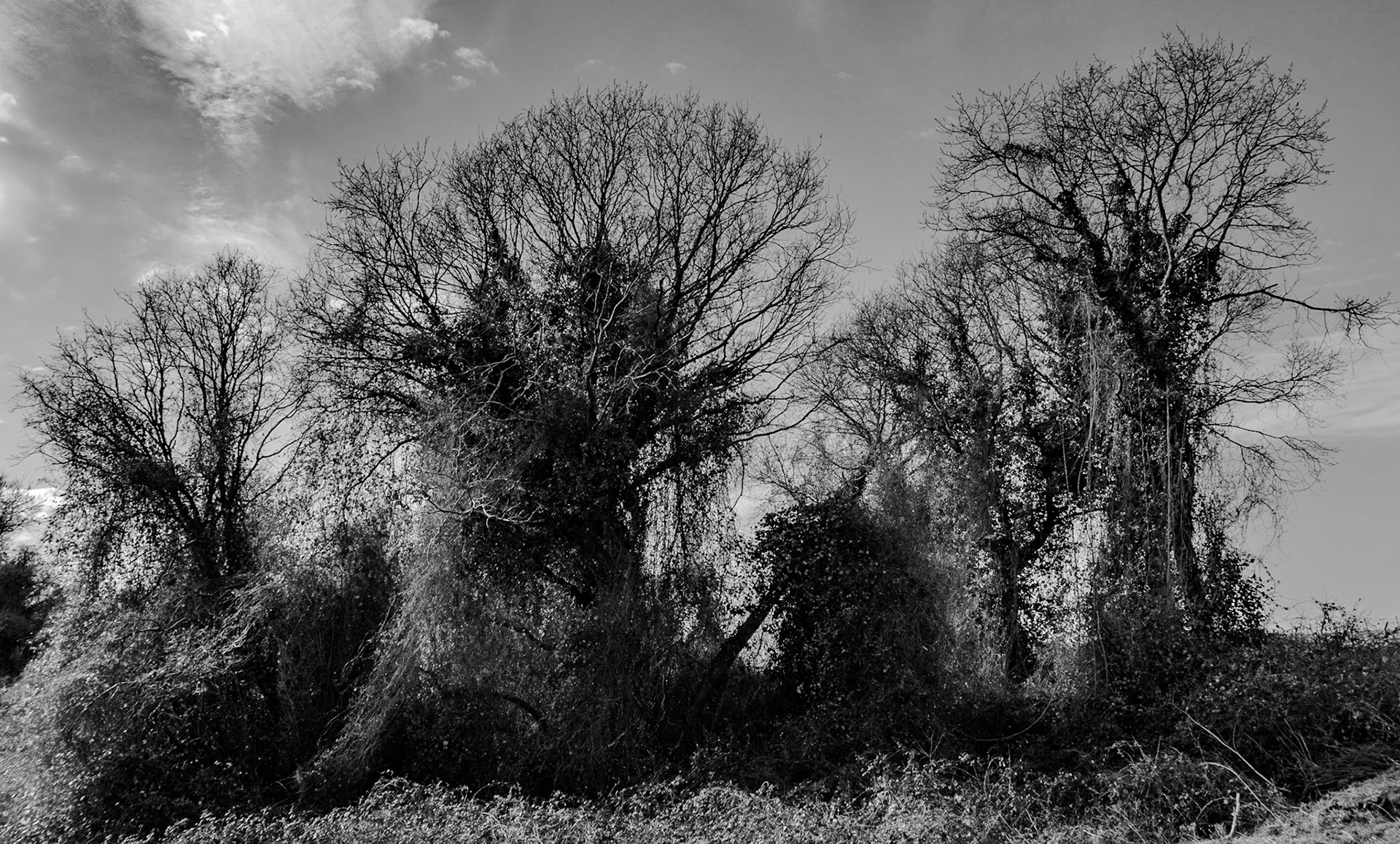 heading south from Baklalı: ivy-draped winter trees