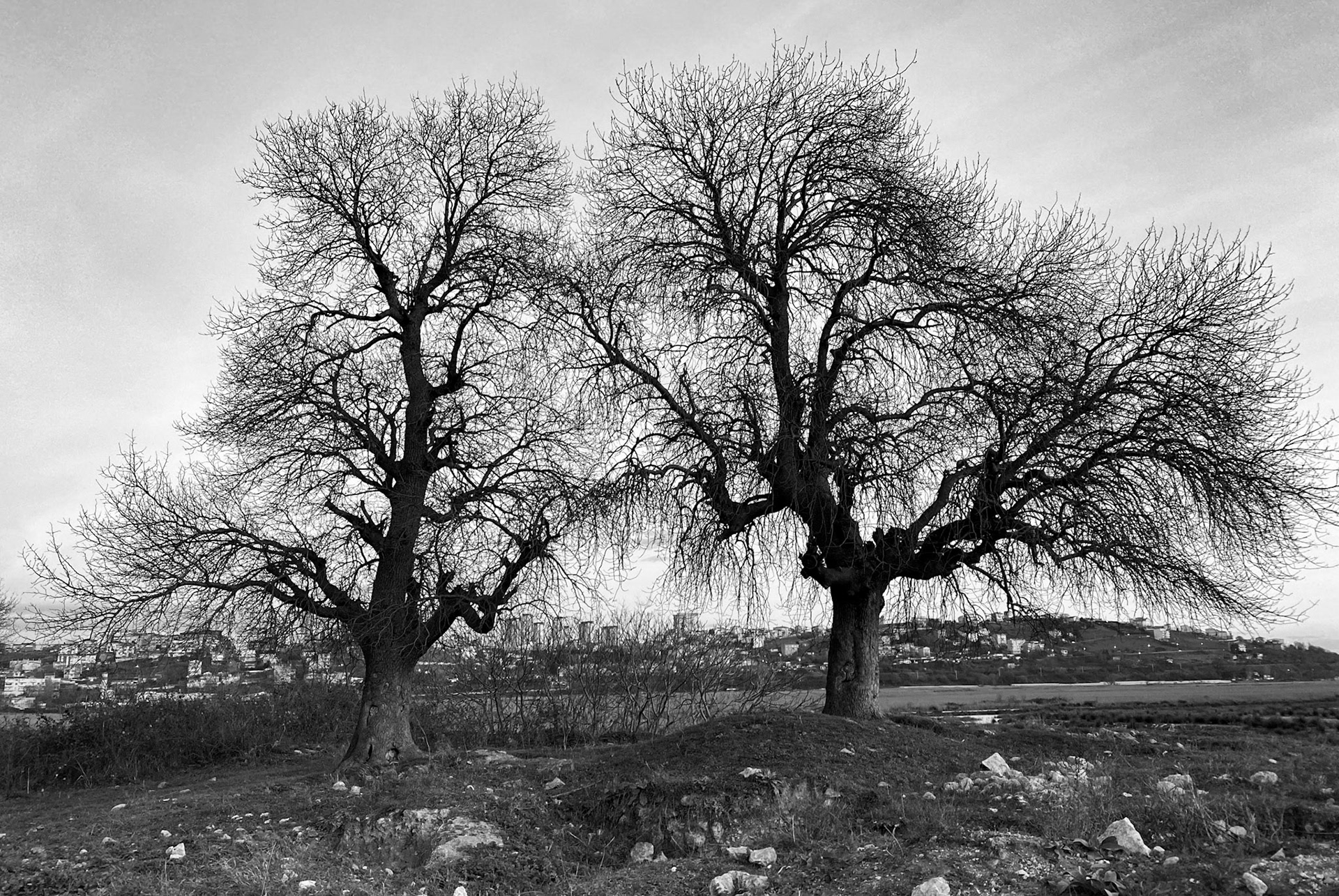 Melentiade: old oaks