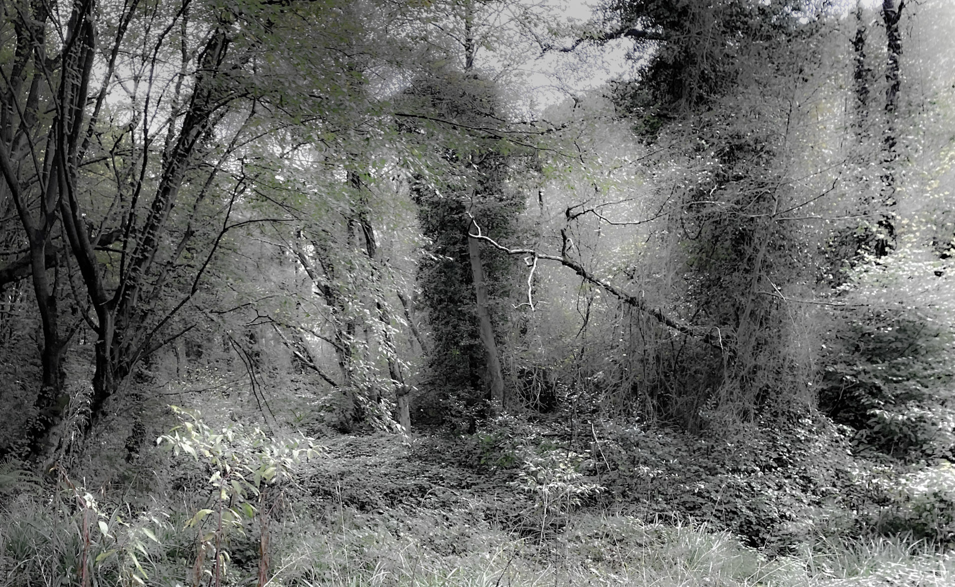 between the motorway and the first deep stream valley: woodland can be slowly violent