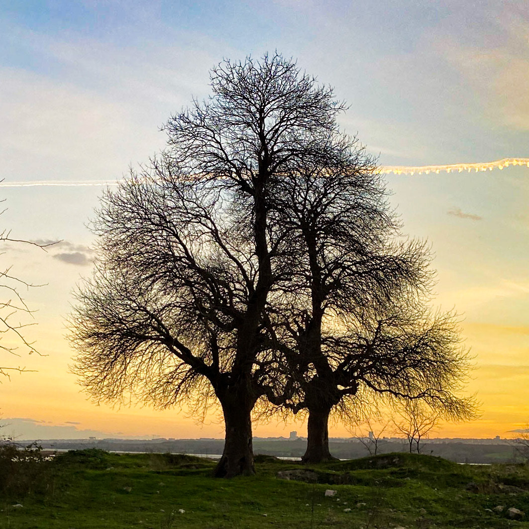 Melentiade: old oaks at sunset