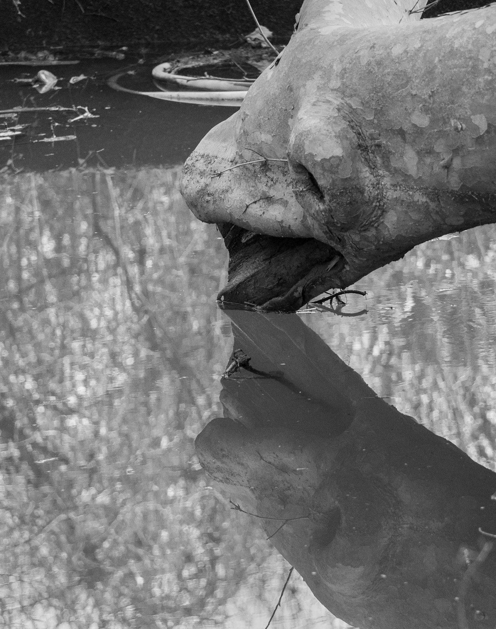 the place of ancient trees: drinking-otter tree