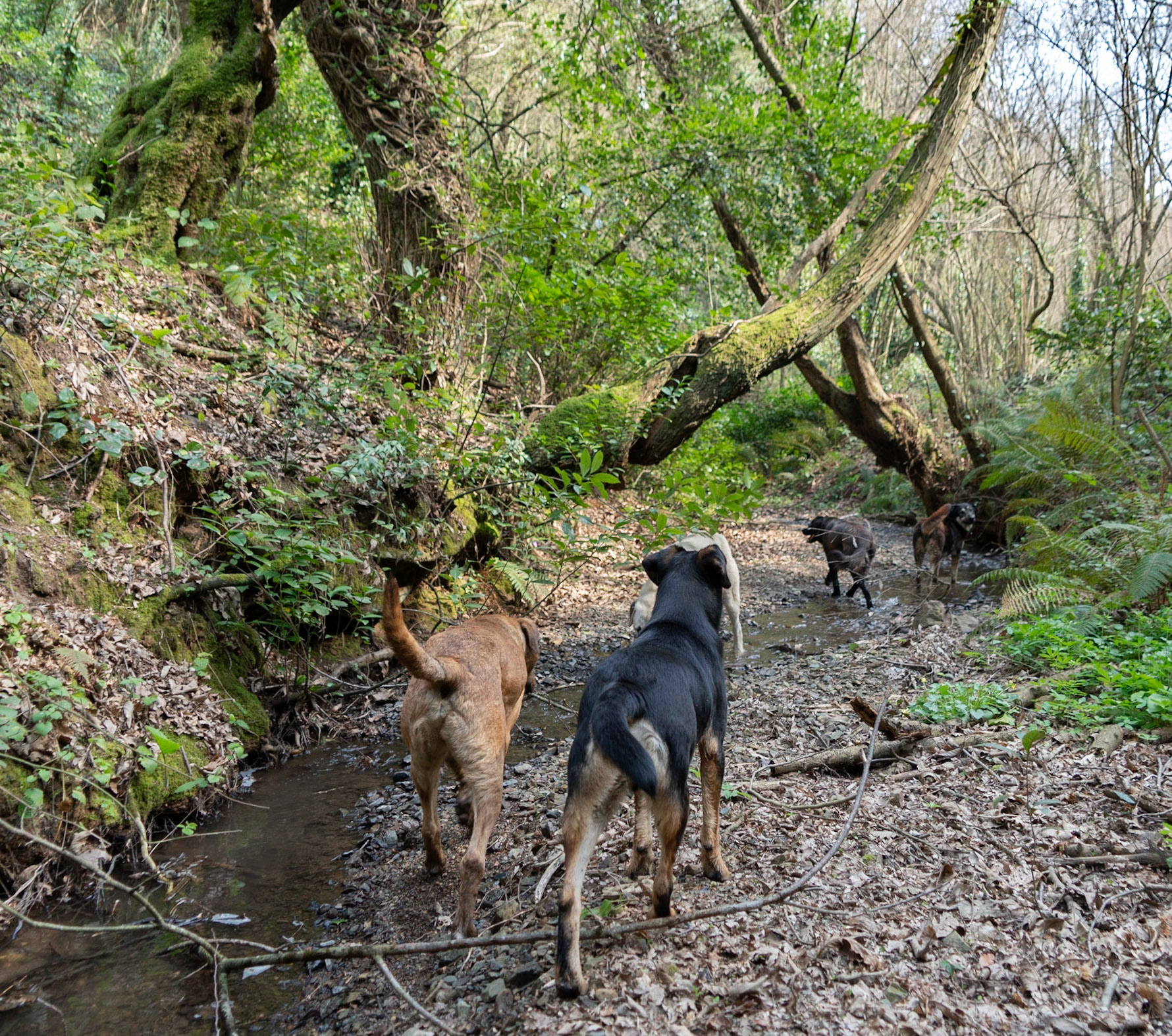 between Poyraz &amp; Anadolu Kavaǧı: stream, 5 of our day-dogs &amp; ancient trees