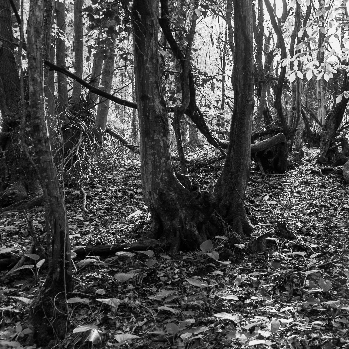 Polonezköy SW forest: trees