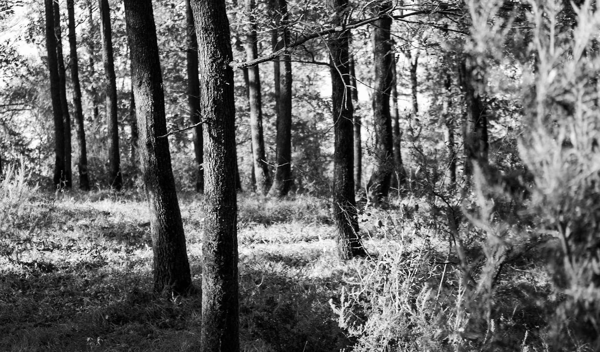 Deǧirmen forest: trees