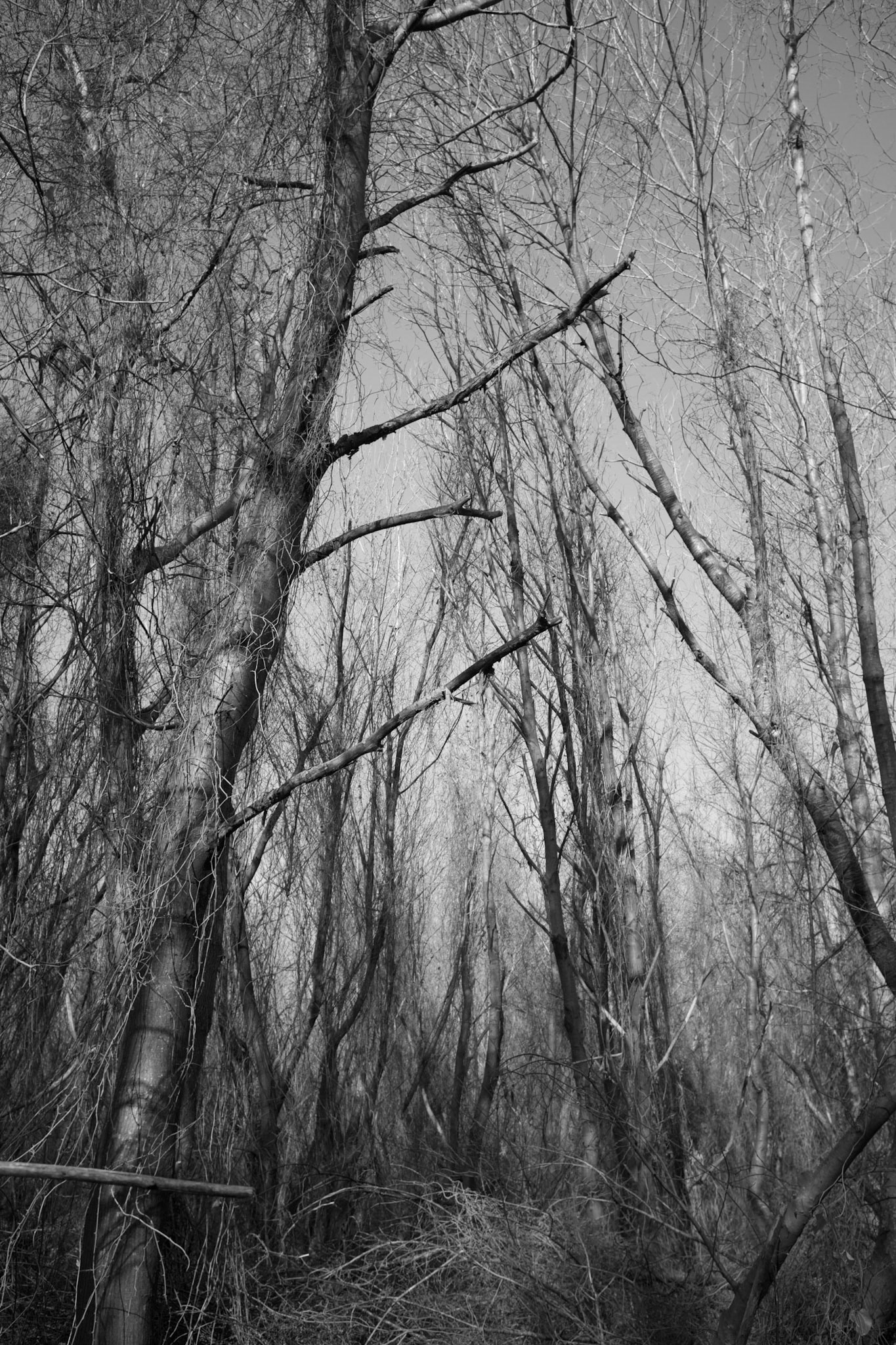 forest between Mahmut Şevket Paşa and Polonezköy