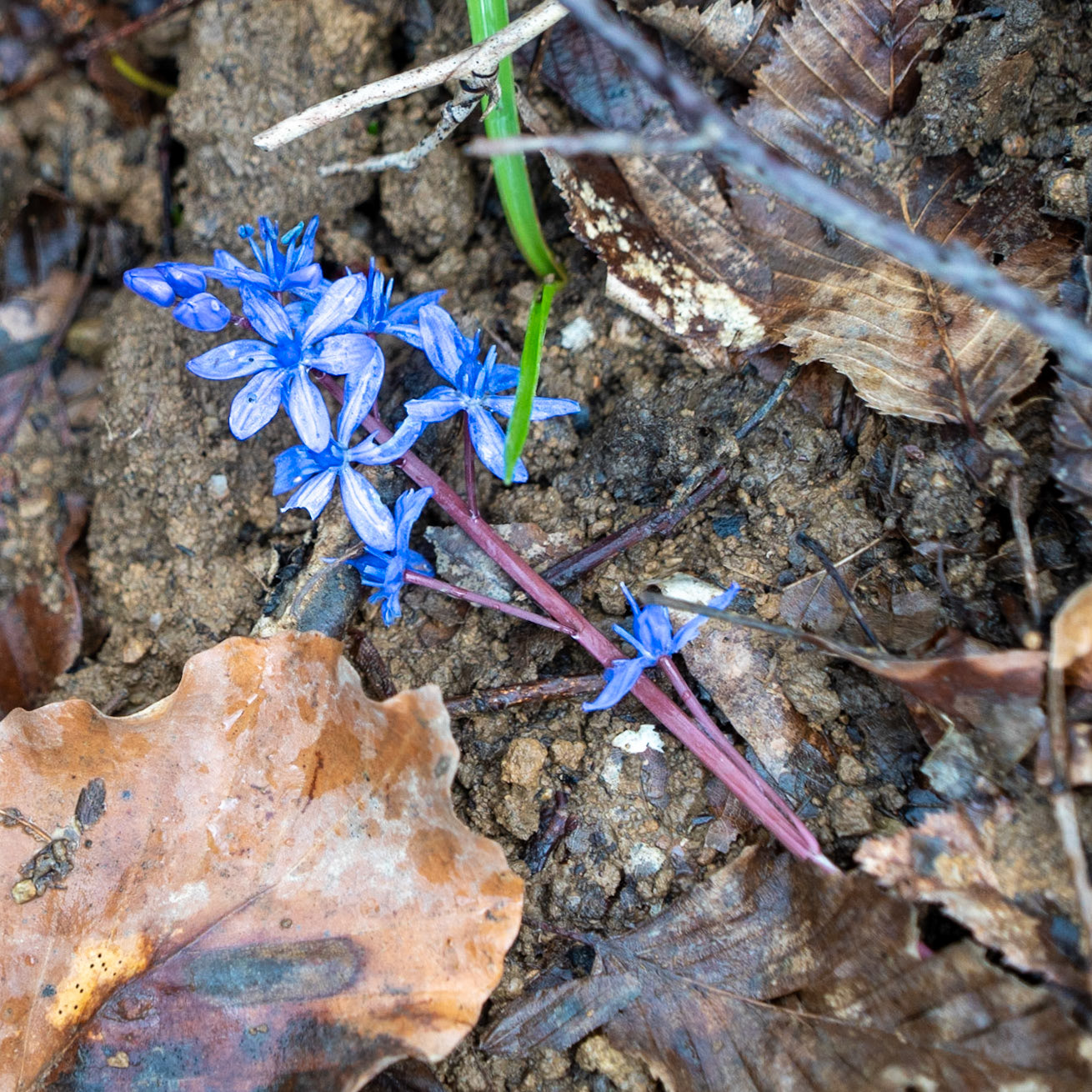 Kozu Deresi valleys: blue star flower