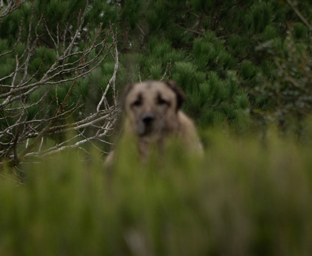 Adadaǧ hills: guard-dog