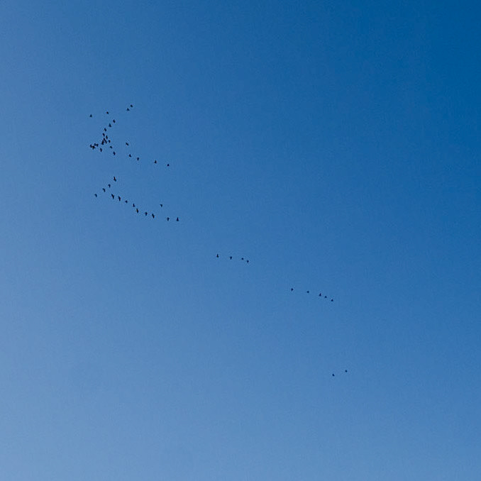 Filiboz: a flock of ducks (?)