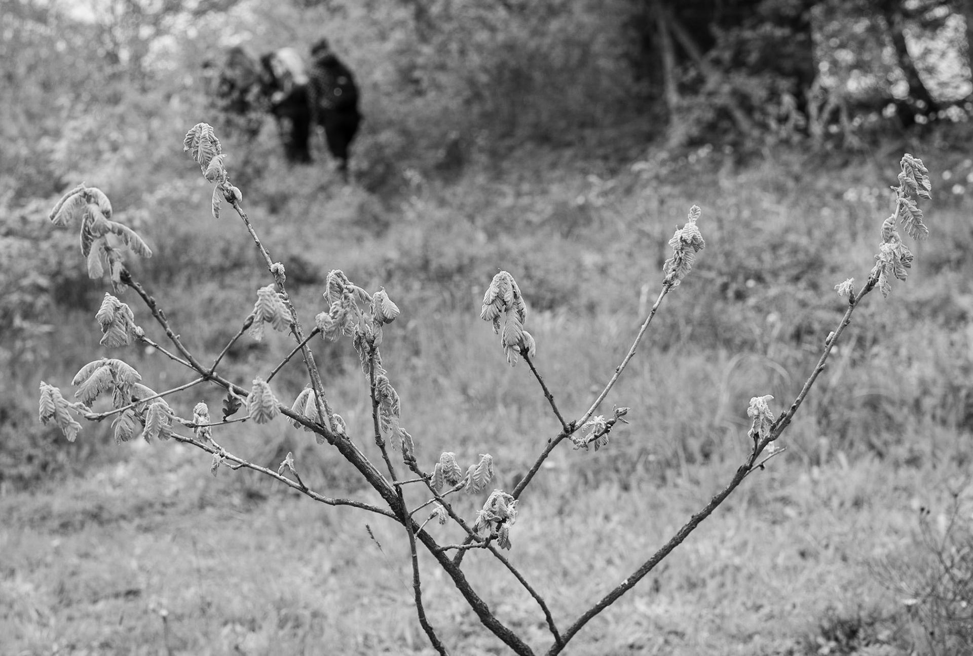 between Bozhane and Kılıçlı Köyü: opening buds